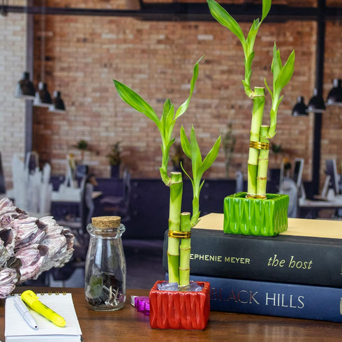Live Lucky Bamboo 2 Stalk Love Arrangement in Square Red Ceramic Planter