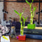 Live Lucky Bamboo 2 Stalk Love Arrangement in Square Red Ceramic Planter