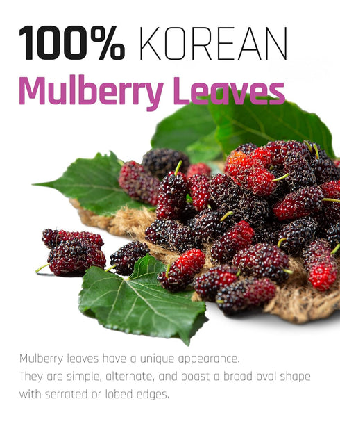 Ssanggye Wild Mulberry Leaves Tea, 1.0g X 40 Tea Bags, Premium Korean Herbal Tea, Caffeine-free