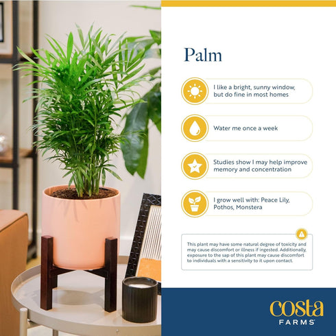 14-18 Inches Costa Farms Parlor Palm Live Plant in Plastic Pot, Air Purifying Indoor Houseplant, Perfect for Home