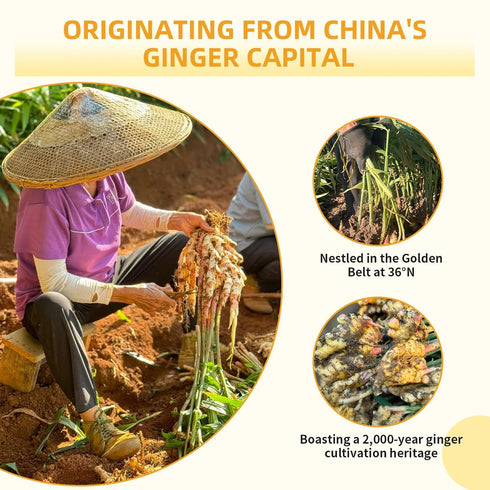 7.o5oz/200g Wanhua Hall Dried Ginger Slices Dehydrated Ginger No Sugar Dried Ginger Root Dried Ginger for Tea