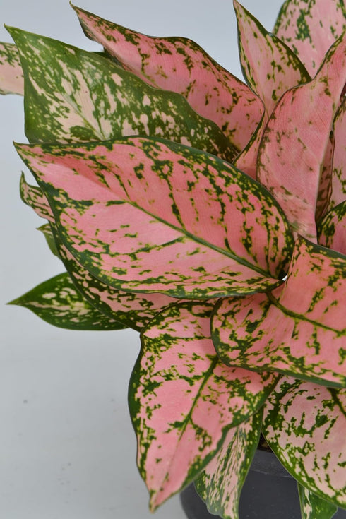 6 Inch 3-Pack Live Aglaonema Chinese Evergreen, Lucky Plant Growers Choice of Ruby Ray, Lady Valentine, or Lucky Red