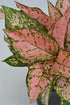 6 Inch 3-Pack Live Aglaonema Chinese Evergreen, Lucky Plant Growers Choice of Ruby Ray, Lady Valentine, or Lucky Red