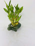 JM BAMBOO 2 Lucky Bamboo Tiered Tower w/Turtle Pot - Unique from Jmbamboo