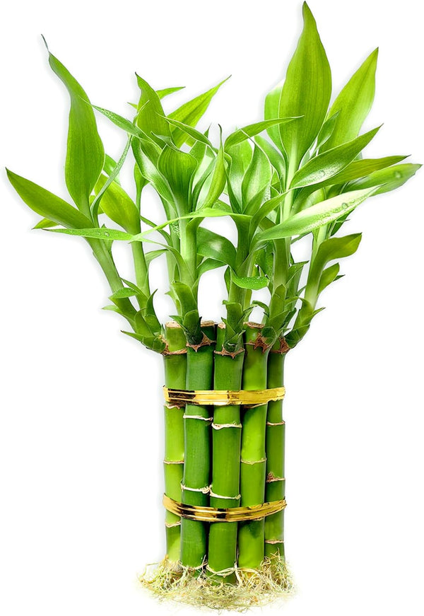 Lucky Bamboo Plants Live Indoor (10 Stalks, 6 Inch) - Fresh House