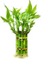 Lucky Bamboo Plants Live Indoor (10 Stalks, 6 Inch) - Fresh House