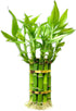 Lucky Bamboo Plants Live Indoor (10 Stalks, 6 Inch) - Fresh House