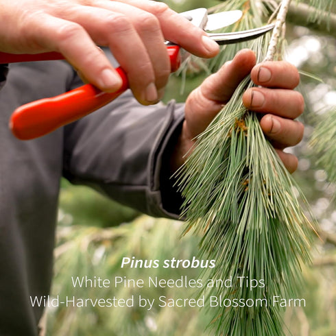 6.0 oz 85 White Pine Needle Tea, Wild-Harvested in Wisconsin | | Servings | Loose Leaf | Herbal Tea & Medicinal Herbs |