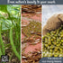 5lb Packed Pack Oh! Nuts Mung Beans Bulk Bag - Great Beans for Sprouting Dried Kosher Moong Dal - Vegan, Paleo, Long