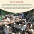 3.5oz(100g) Wanhua Hall Dried Snow Fungus Whole Tremella Mushroom Chinese White Fungus Premium White Woodear Mushroom