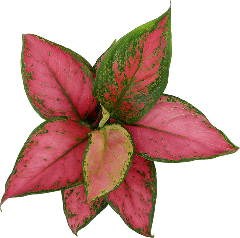 Live Aglaonema Chinese Evergreen Plant 'Beauty', Indoor Houseplant for Home or Office, Air Purifying Real Indoor Plants