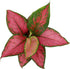Live Aglaonema Chinese Evergreen Plant 'Beauty', Indoor Houseplant for Home or Office, Air Purifying Real Indoor Plants