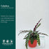 6" CoollectivePlants Calathea Lancifolia 'Rattlesnake' | Live Indoor Houseplant in Pot, Easy Care, Low Maintenance