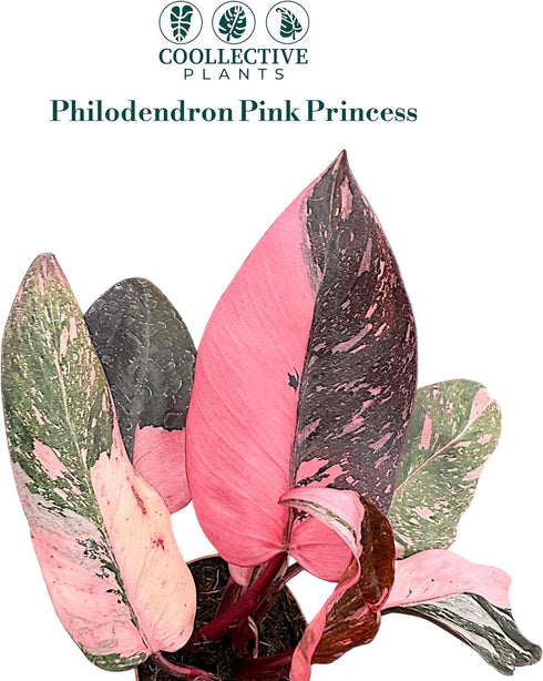 2 CoollectivePlants Philodendron Pink Princess Marble Rare Philodendron Plant Live in Grower's Pot, Live Indoor House