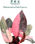 2 CoollectivePlants Philodendron Pink Princess Marble Rare Philodendron Plant Live in Grower's Pot, Live Indoor House