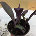 The Garden Path Setcreasea 4" Purple Heart Plant - - Indoors or Out - Easy - Pot