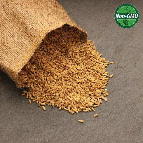 1 Lb Organic Non-GMO Whole Oat Grain Seeds (With Husk Intact)- Re-Sealable Pouch- Oats Seed Grains, for Sprouting, Oat