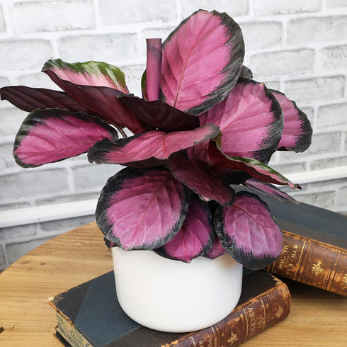 6" Pet Safe Purple Prayer Plant (Calathea Roseopicta) in Grower Pot, Pet Friendly Houseplant, Live Prayer Plants & Air