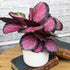 6" Pet Safe Purple Prayer Plant (Calathea Roseopicta) in Grower Pot, Pet Friendly Houseplant, Live Prayer Plants & Air