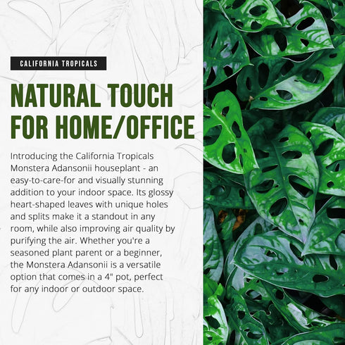 4" California Tropicals Monstera Adansonii Real Live Indoor Houseplants - Big Low Light Tropical Plant for Air