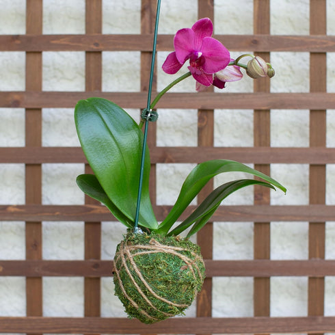 19 Better-GRO Hanging Kokedama with Phalaenopsis Orchid Indoor/Outdoor Planter- Pink