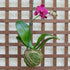 19 Better-GRO Hanging Kokedama with Phalaenopsis Orchid Indoor/Outdoor Planter- Pink