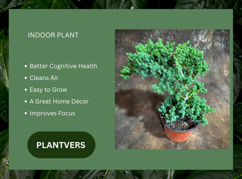 Generic 4" PLANTVERS Juniper Procumbens in a Grow Pot Live Bonsai Tree Dwarf Japanese Garden Bonsai Indoor/Outdoor
