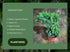 Generic 4" PLANTVERS Juniper Procumbens in a Grow Pot Live Bonsai Tree Dwarf Japanese Garden Bonsai Indoor/Outdoor