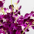 Generic (10 Fresh Cut Orchids Flowers - Purple Orchids Bouquet - PRIME QUALITY - Gift for Easter, Anniversaries