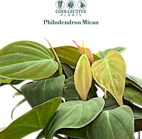 4" CoollectivePlants Philodendron Mican Live Plant in Growers Pot Easy Care Indoor Houseplant, Low Light Friendly