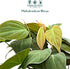 4" CoollectivePlants Philodendron Mican Live Plant in Growers Pot Easy Care Indoor Houseplant, Low Light Friendly