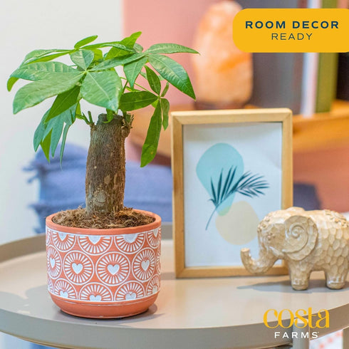 10 Inches Costa Farms Money Tree Live Indoor Plant, Tall, Pachira Aquatica Bonsai-Style Real Plant, Pet-Friendly Real