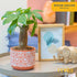 10 Inches Costa Farms Money Tree Live Indoor Plant, Tall, Pachira Aquatica Bonsai-Style Real Plant, Pet-Friendly Real