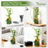 3-Stalk Set 6'' 6'' 8'' Lucky Bamboo with Pebbles in Elephant Coin Plate Pot Live Plant for Positive Energy