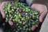 Laconiko 100% Extra Virgin Olive Oil Laconiko Ultra Premium Extra Virgin Olive Oil (Blood Orange)