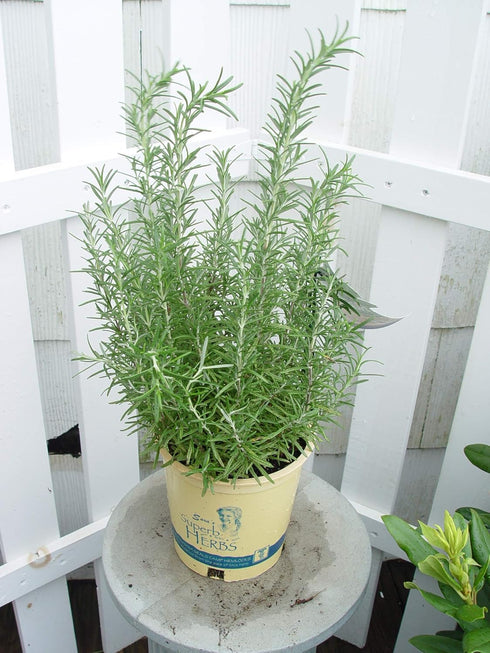 1 Sara's Superb Herbs - Rosmarinus officinalis 'Arp' (Rosemary) Herb, , - Size Container