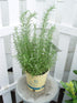 1 Sara's Superb Herbs - Rosmarinus officinalis 'Arp' (Rosemary) Herb, , - Size Container