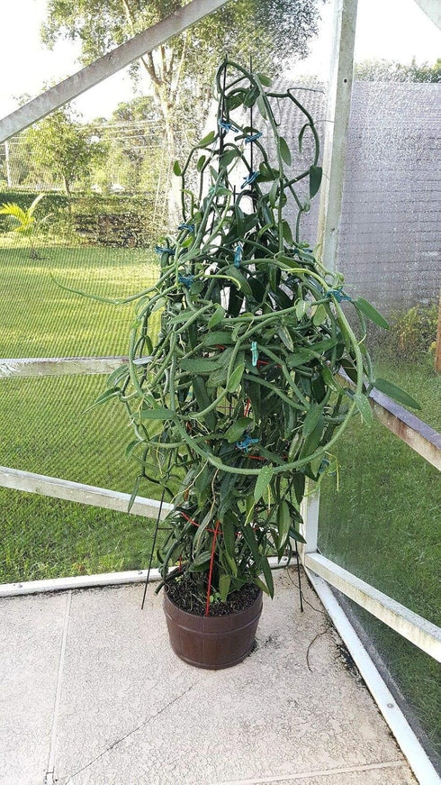 GENERIC 12 Inches Vanilla Bean Orchid, Fresh Cutting from My Plant