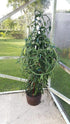 GENERIC 12 Inches Vanilla Bean Orchid, Fresh Cutting from My Plant