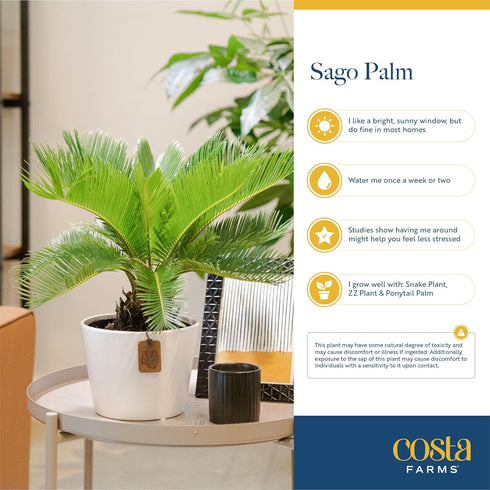 1 Costa Farms Live Sago Palm, Easy to Grow Live Indoor Plant, Houseplant in Plant Pot, Home and Room Decor, Foot Tall
