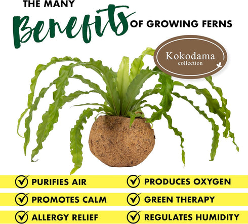 17 Better-GRO Hanging Kokodama with Birds Nest Fern - Biodegradable, Natural Planter for Indoor/Outdoor Spaces