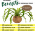 17 Better-GRO Hanging Kokodama with Birds Nest Fern - Biodegradable, Natural Planter for Indoor/Outdoor Spaces