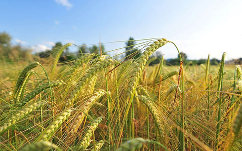 8 Food to Live Organic Barley Flour, Ounces Non-GMO, Stone Ground from Whole Hulled Barley, Fine, Kosher, Vegan, Bulk.