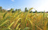 8 Food to Live Organic Barley Flour, Ounces Non-GMO, Stone Ground from Whole Hulled Barley, Fine, Kosher, Vegan, Bulk.