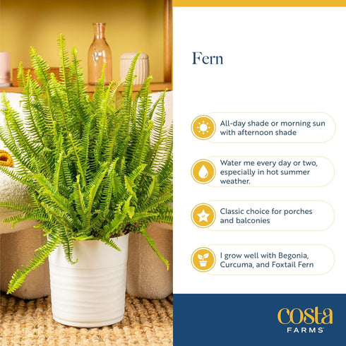 2-3 Costa Farms Kimberly Queen Fern Live Plant in Plastic Pot, Large Indoor & Outdoor Houseplant, Perfect for Home
