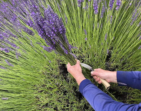 TOMOKOMAMA (2 Dried Lavender Bundles - Freshly Harvested Organic Lavender Bunch Royal Velvet Bouquet for Decoration