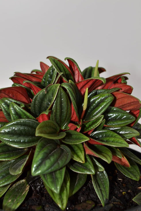 6 Inch 3-Pack Live Peperomia Growers Choice in Nursery Grower Pot | Easy-Care Indoor Houseplant for Home and Office