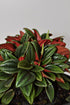 6 Inch 3-Pack Live Peperomia Growers Choice in Nursery Grower Pot | Easy-Care Indoor Houseplant for Home and Office