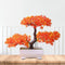 Pixies Gardens Gorgeous Bonsai with Very Attractive Pot in Red Color Flowers