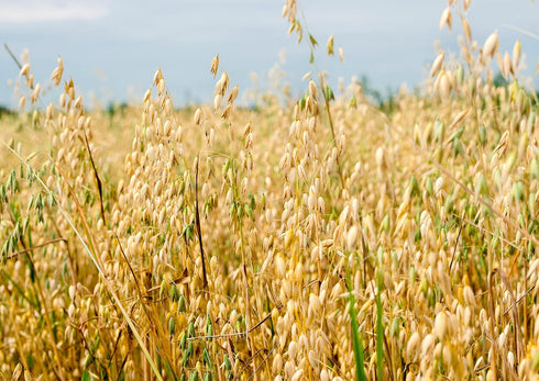 Food to Live Whole Grain Oat Flour Finely Ground from Whole Grain Oat Groats, Vegan. Rich in Fiber, Protein. Perfect